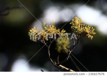 Sanshuyu在花園裡 Sanshuyu在花園裡 136827676