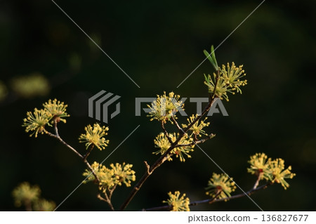 Sanshuyu in the garden 136827677