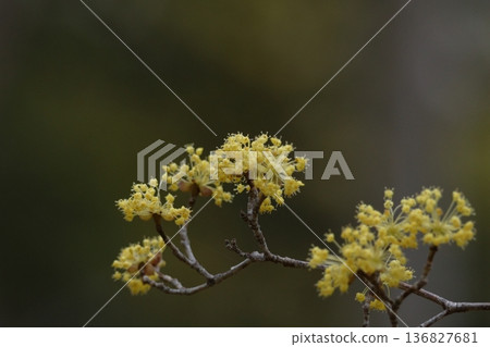 Sanshuyu in the garden 136827681