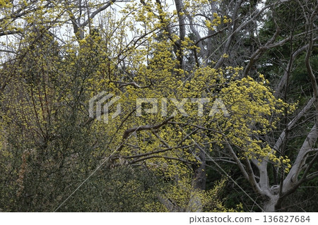 Sanshuyu在花園裡 136827684