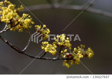 Sanshuyu in the garden 136827687