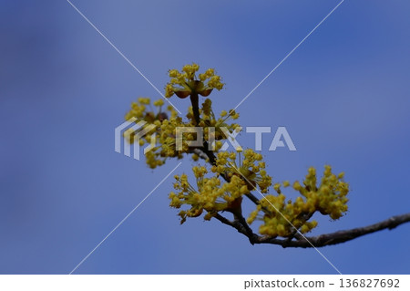 Sanshuyu在花園裡 136827692