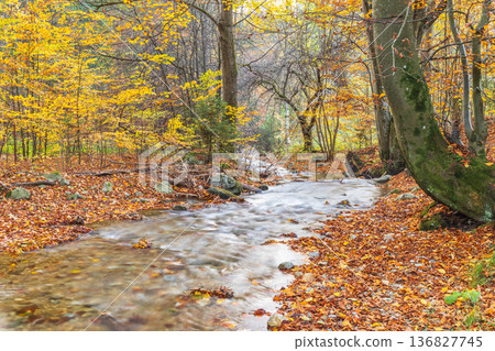Autumn stream, golden foliage lines the gentle water's edge. A serene, peaceful view. Colors of fall shine, beckoning nature lovers. 136827745