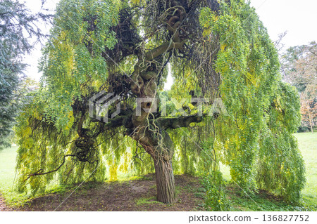 The garden by the Buchlovice castle, Czech Republic, Europe. An enchanting weeping tree with cascading leaves, creating a natural canopy in a tranquil green setting, perfect for nature photography. The garden by the Buchlovice castle, Czech Republic, Europe. An enchanting weeping tree with cascading leaves, creating a natural canopy in a tranquil green setting, perfect for nature photography. 136827752