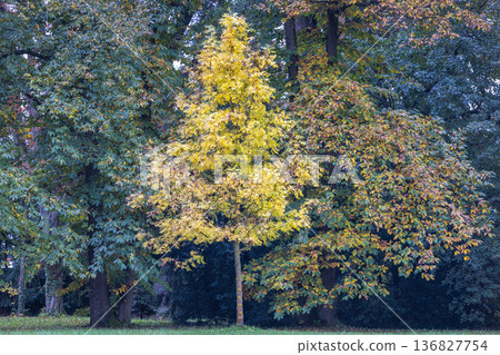 The garden by the Buchlovice castle, Czech Republic, Europe. Autumn's vibrant display: A solitary yellow tree stands amidst the lush greenery, capturing the essence of the changing season. 136827754