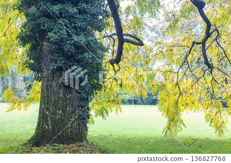 The garden by the Buchlovice castle, Czech Republic, Europe. Majestic tree covered in vines and golden leaves in a serene park setting, showcasing nature's beauty with sunlight filtering through. The garden by the Buchlovice castle, Czech Republic, Europe. Majestic tree covered in vines and golden leaves in a serene park setting, showcasing nature's beauty with sunlight filtering through. 136827768