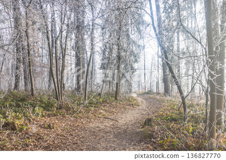 A serene, winding path meanders through a frost-kissed forest. Sunlight filters through the trees, illuminating the crisp leaves on the ground. Winter's beauty is on full display. 136827770