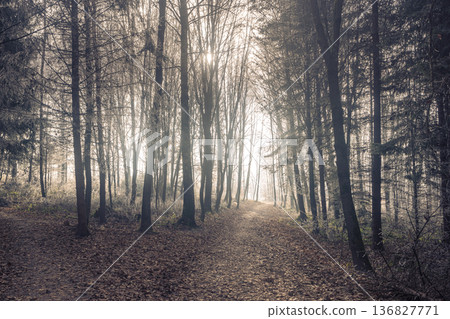 An ethereal forest scene with tall, bare trees lining a path covered in fallen leaves. Sunlight filters through the branches creating a serene and peaceful atmosphere, a calming nature scene. An ethereal forest scene with tall, bare trees lining a path covered in fallen leaves. Sunlight filters through the branches creating a serene and peaceful atmosphere, a calming nature scene. 136827771