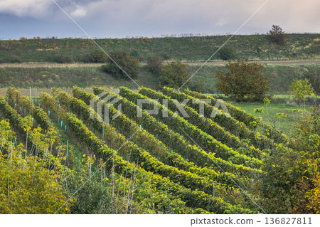 The country of South Moravia in the Czech Republic, Europe. Verdant vineyard rows extend into the distance, displaying nature's beauty under a cloudy sky. Scenic landscape of rural charm. The country of South Moravia in the Czech Republic, Europe. Verdant vineyard rows extend into the distance, displaying nature's beauty under a cloudy sky. Scenic landscape of rural charm. 136827811