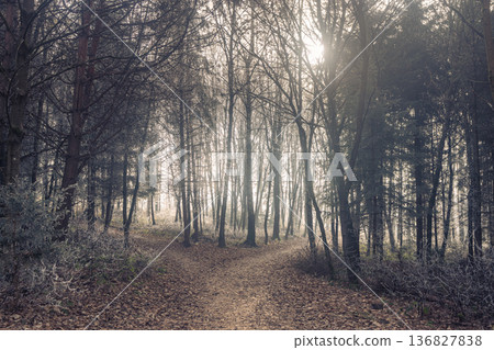 A pathway divides in a tranquil forest, where tall, slender trees stand as silent sentinels. Sunlight pierces through the canopy, casting a dreamy atmosphere. 136827838