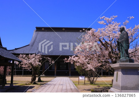 Cherry blossoms in full bloom in the grounds of Seishoji Temple (Sabae City, Fukui Prefecture) Cherry blossoms in full bloom in the grounds of Seishoji Temple (Sabae City, Fukui Prefecture) 136827865