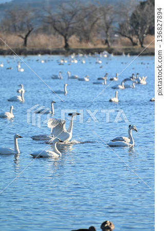 Lake Hyoko and swans in winter (Agano City, Niigata Prefecture) Lake Hyoko and swans in winter (Agano City, Niigata Prefecture) 136827894
