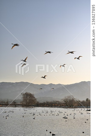 Lake Hyoko and swans in winter (Agano City, Niigata Prefecture) Lake Hyoko and swans in winter (Agano City, Niigata Prefecture) 136827895