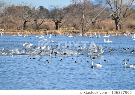 Lake Hyoko and swans in winter (Agano City, Niigata Prefecture) Lake Hyoko and swans in winter (Agano City, Niigata Prefecture) 136827903