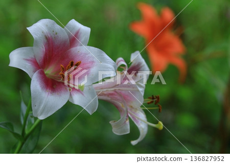 A flower that symbolizes chastity A flower that symbolizes chastity 136827952