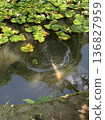 Carp in Dogo Park 136827959