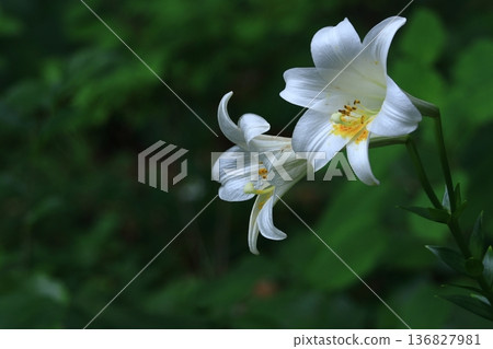 A flower that symbolizes chastity A flower that symbolizes chastity 136827981