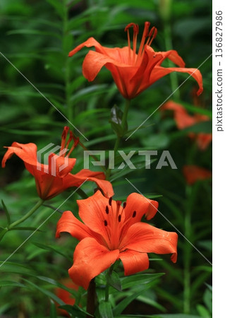A flower that symbolizes chastity A flower that symbolizes chastity 136827986