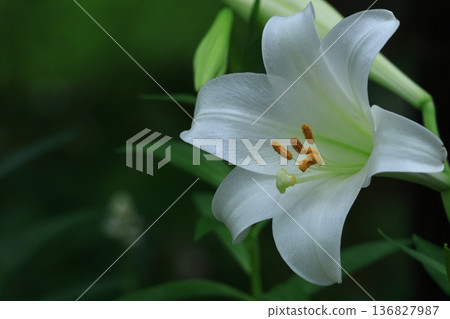 A flower that symbolizes chastity A flower that symbolizes chastity 136827987