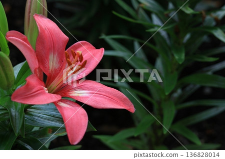 A flower that symbolizes chastity 136828014