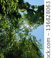 The sun surrounded by fresh green trees 136828063