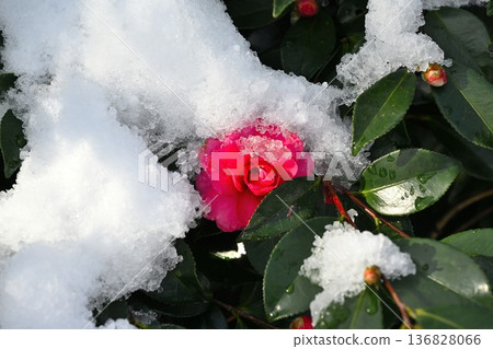 白雪皚皚的山茶花在雪景中盛開 136828066