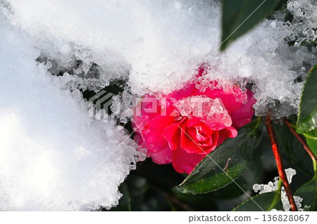 白雪皚皚的山茶花在雪景中盛開 136828067