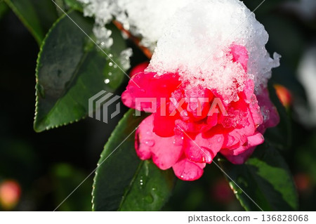 白雪皚皚的山茶花在雪景中盛開 136828068