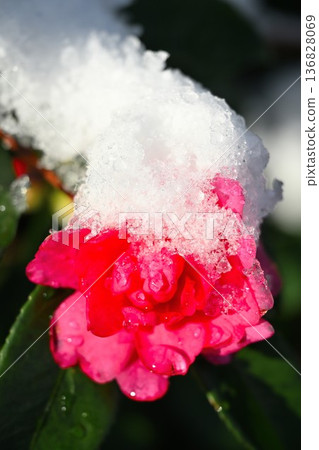 Camellia flowers blooming in a snowy landscape Camellia flowers blooming in a snowy landscape 136828069