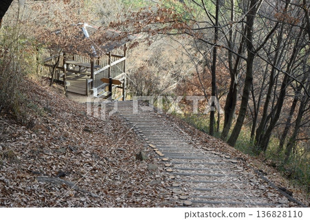 在群馬縣大田市通往金山城遺址的森林中 在群馬縣大田市通往金山城遺址的森林中 136828110