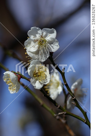 It bears the cold and blooms elegantly 136828267