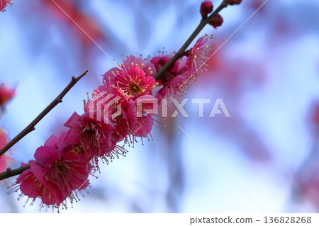 It bears the cold and blooms elegantly It bears the cold and blooms elegantly 136828268
