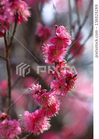 It bears the cold and blooms elegantly 136828269