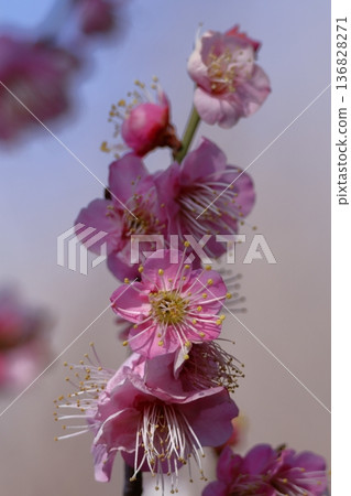 It bears the cold and blooms elegantly It bears the cold and blooms elegantly 136828271