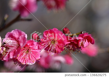 It bears the cold and blooms elegantly It bears the cold and blooms elegantly 136828275