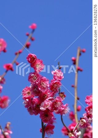 It bears the cold and blooms elegantly 136828276