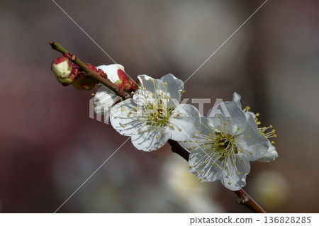 It bears the cold and blooms elegantly It bears the cold and blooms elegantly 136828285