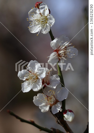 It bears the cold and blooms elegantly It bears the cold and blooms elegantly 136828290