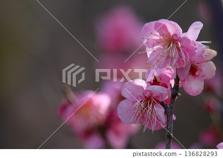 It bears the cold and blooms elegantly 136828293
