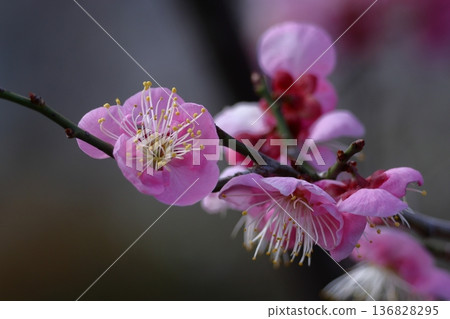 It bears the cold and blooms elegantly It bears the cold and blooms elegantly 136828295