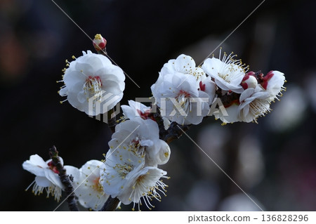 It bears the cold and blooms elegantly It bears the cold and blooms elegantly 136828296