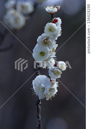 It bears the cold and blooms elegantly It bears the cold and blooms elegantly 136828298