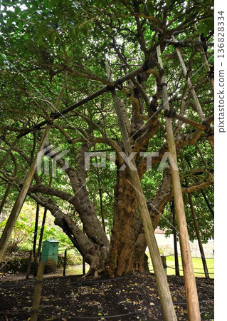 唐月寺（新潟縣新潟市）盛開的銀桂花 136828334