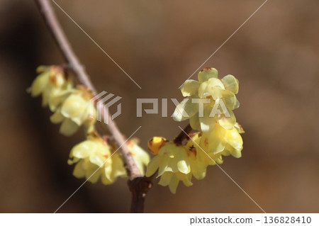 綻放出甜美的氣味 136828410