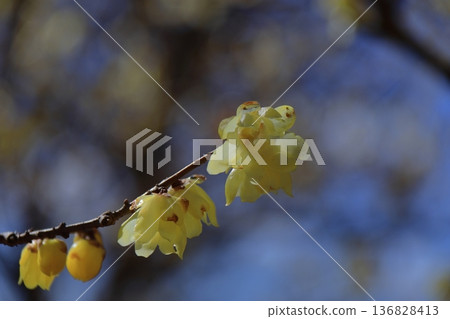 綻放出甜美的氣味 136828413