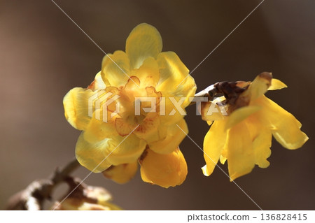 Blooms with a sweet scent 136828415