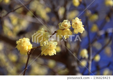 Blooms with a sweet scent 136828423