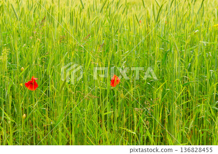 Summer green meadow with red poppy flowers Summer green meadow with red poppy flowers 136828455