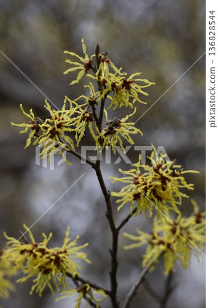 春天首先開花的花 春天首先開花的花 136828544