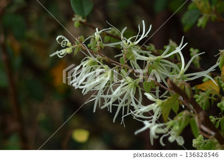 Flower that blooms first in spring Flower that blooms first in spring 136828546